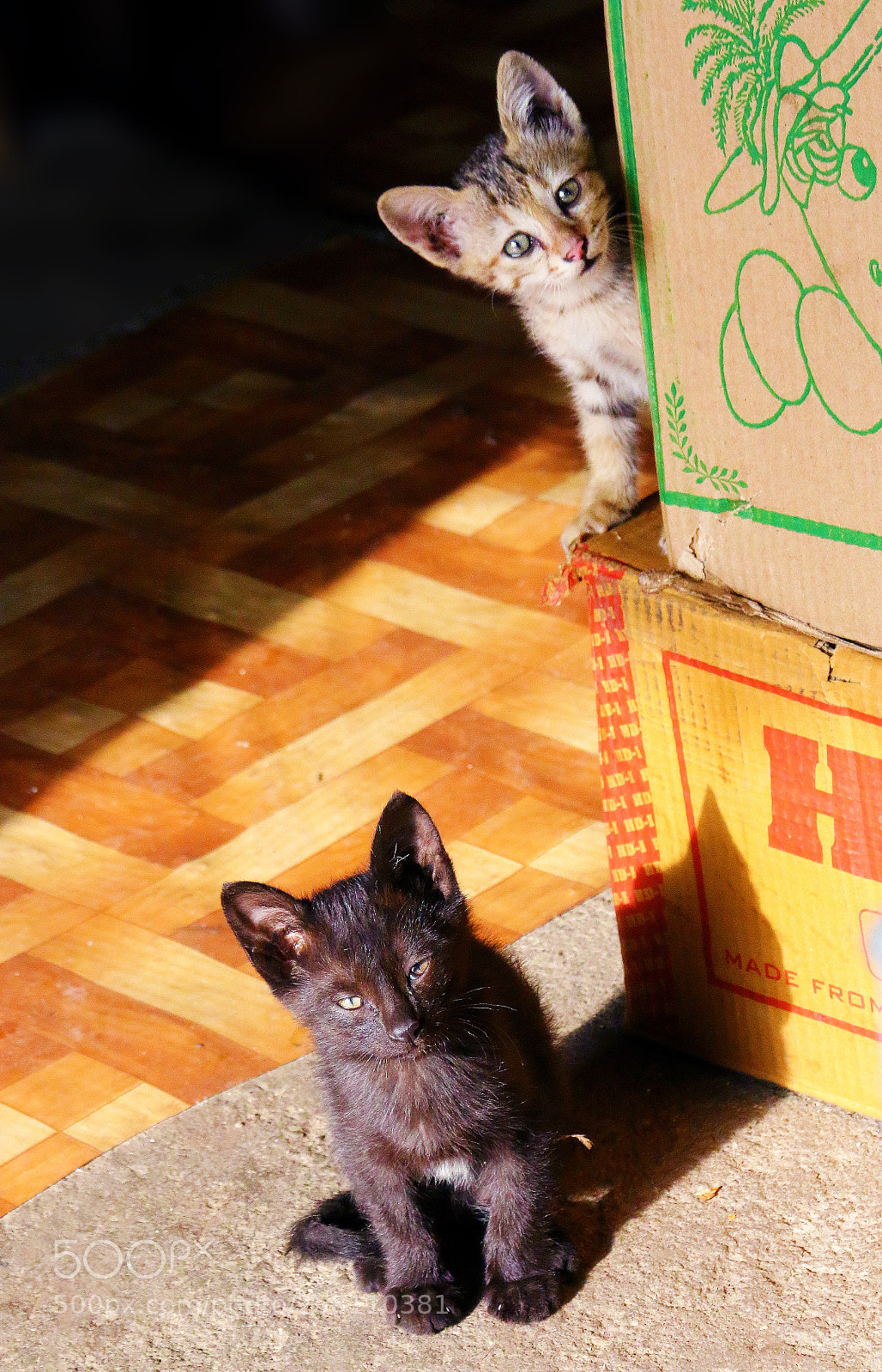 Canon EOS 70D sample photo. Curious cute kitten photography