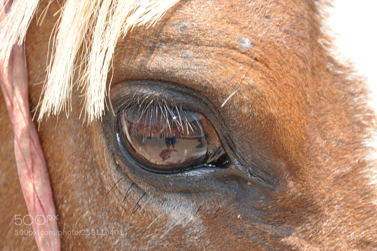 Nikon D90 sample photo. Eye reflection photography
