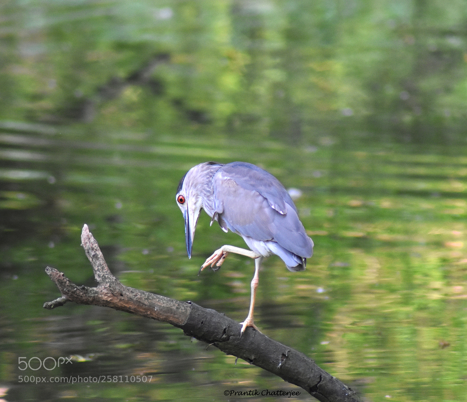 Nikon D7200 sample photo. Juvenile night heron photography