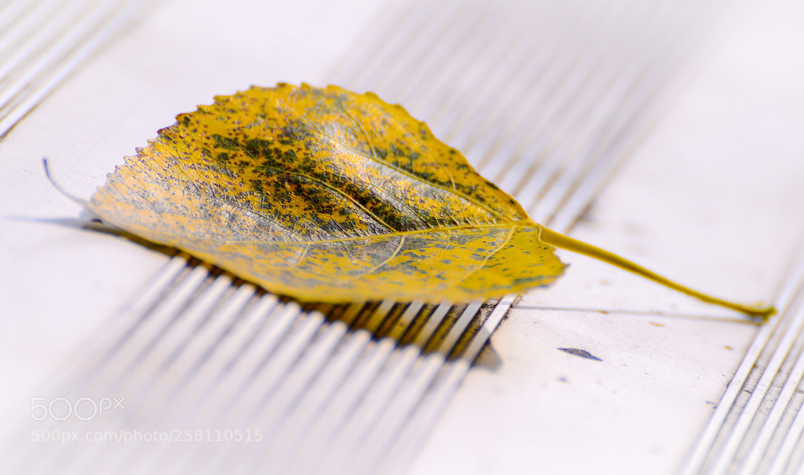 Nikon D600 sample photo. Yellow & green  photography