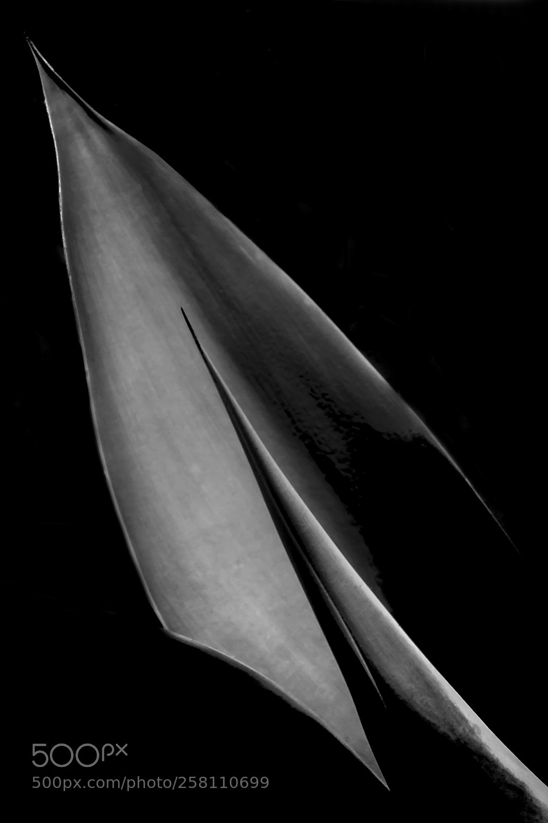 Canon EOS 7D sample photo. The needle photography