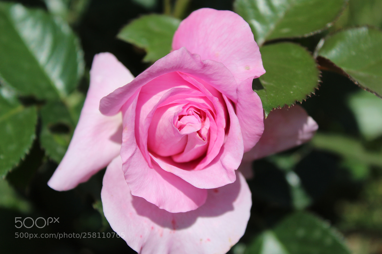 Canon EOS 1300D (EOS Rebel T6 / EOS Kiss X80) sample photo. Pink mood photography