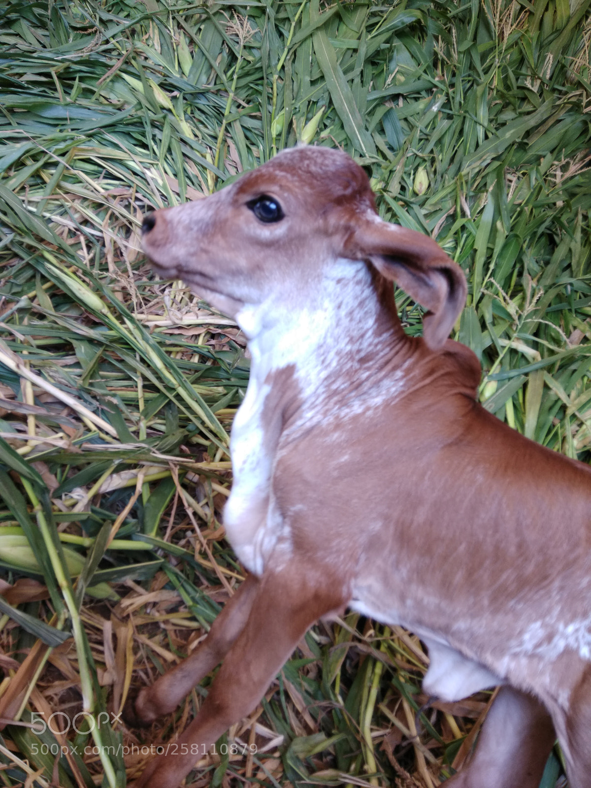 Xiaomi Redmi Note 4 sample photo. Baby cow photography