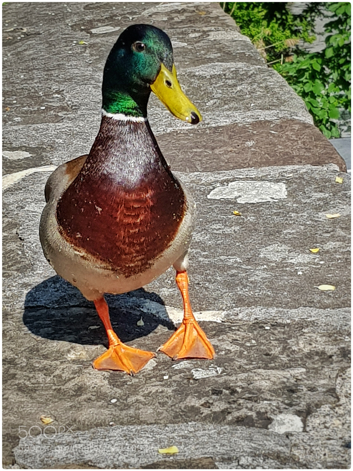 Samsung Galaxy S8 sample photo. I am walking photography