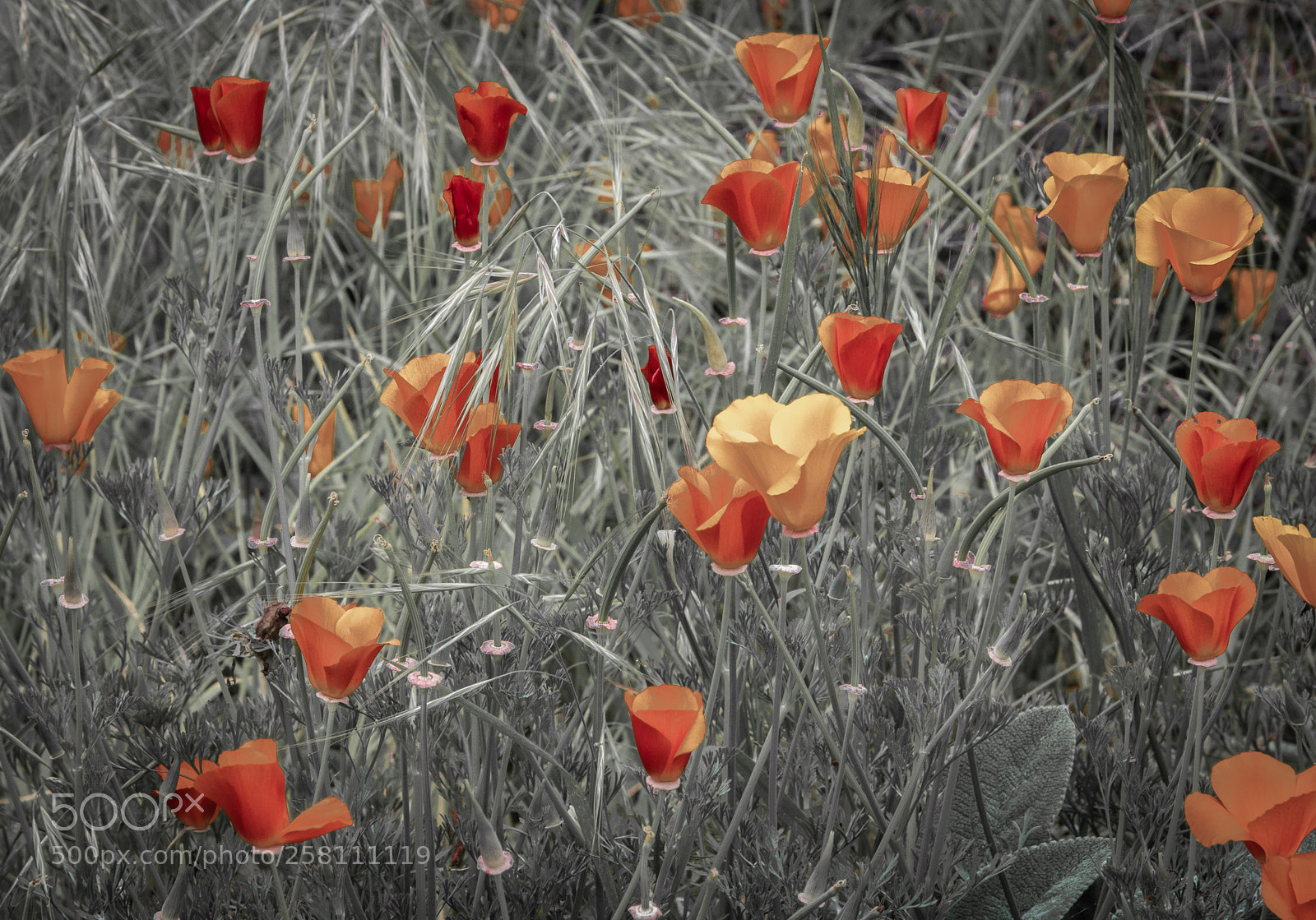 Canon EOS 80D sample photo. Poppies popping photography