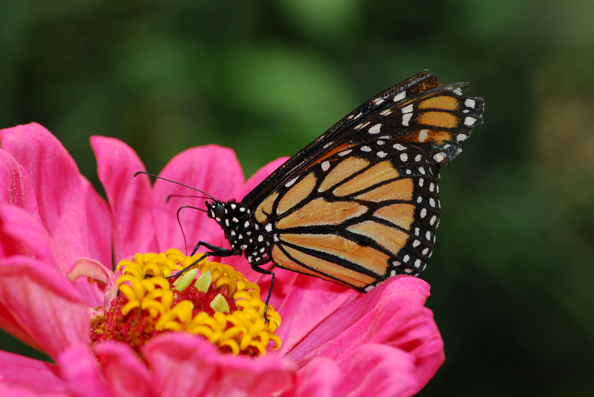 Nikon AF-S Micro-Nikkor 105mm F2.8G IF-ED VR sample photo. Happy hour photography
