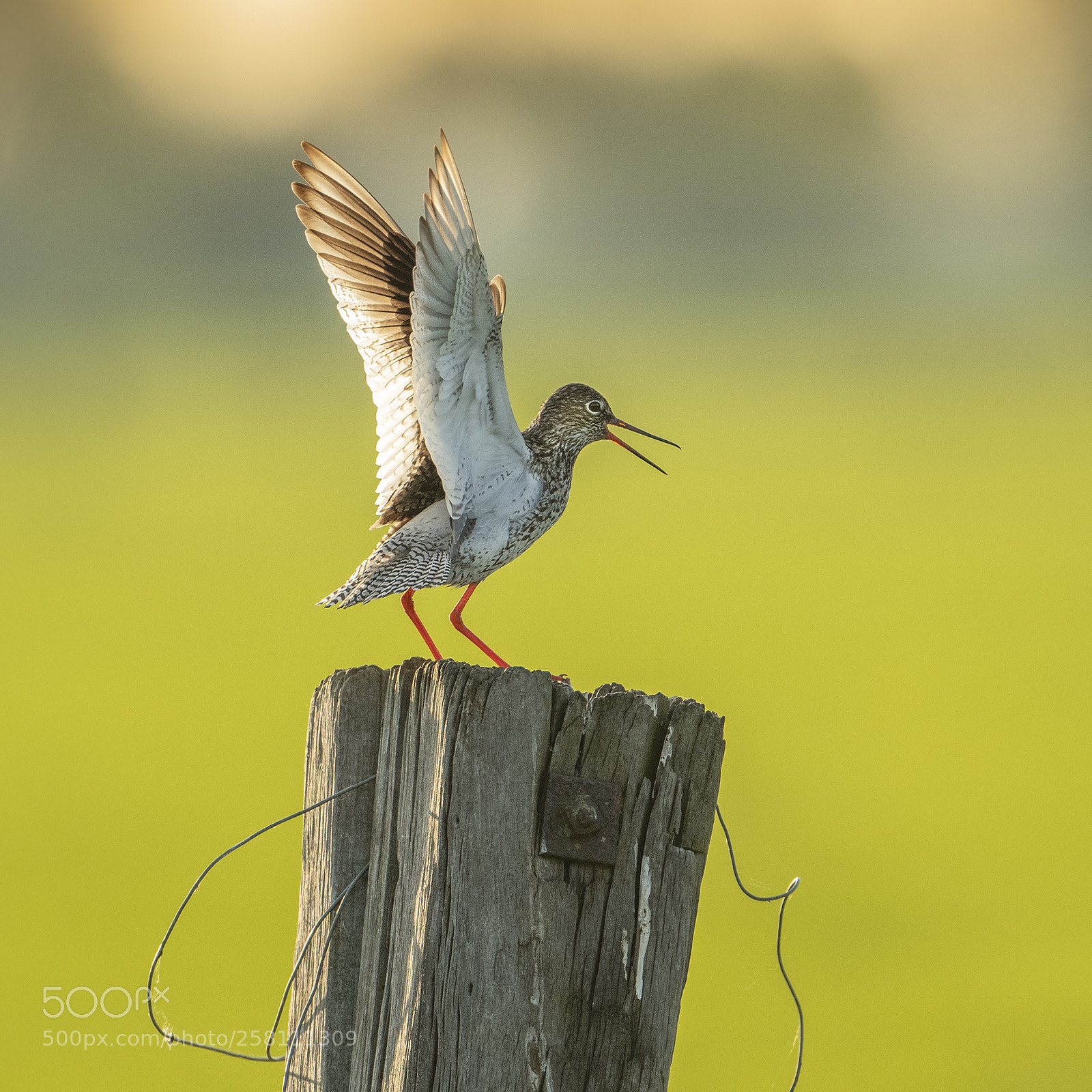 Nikon D500 sample photo. Redshank landing photography