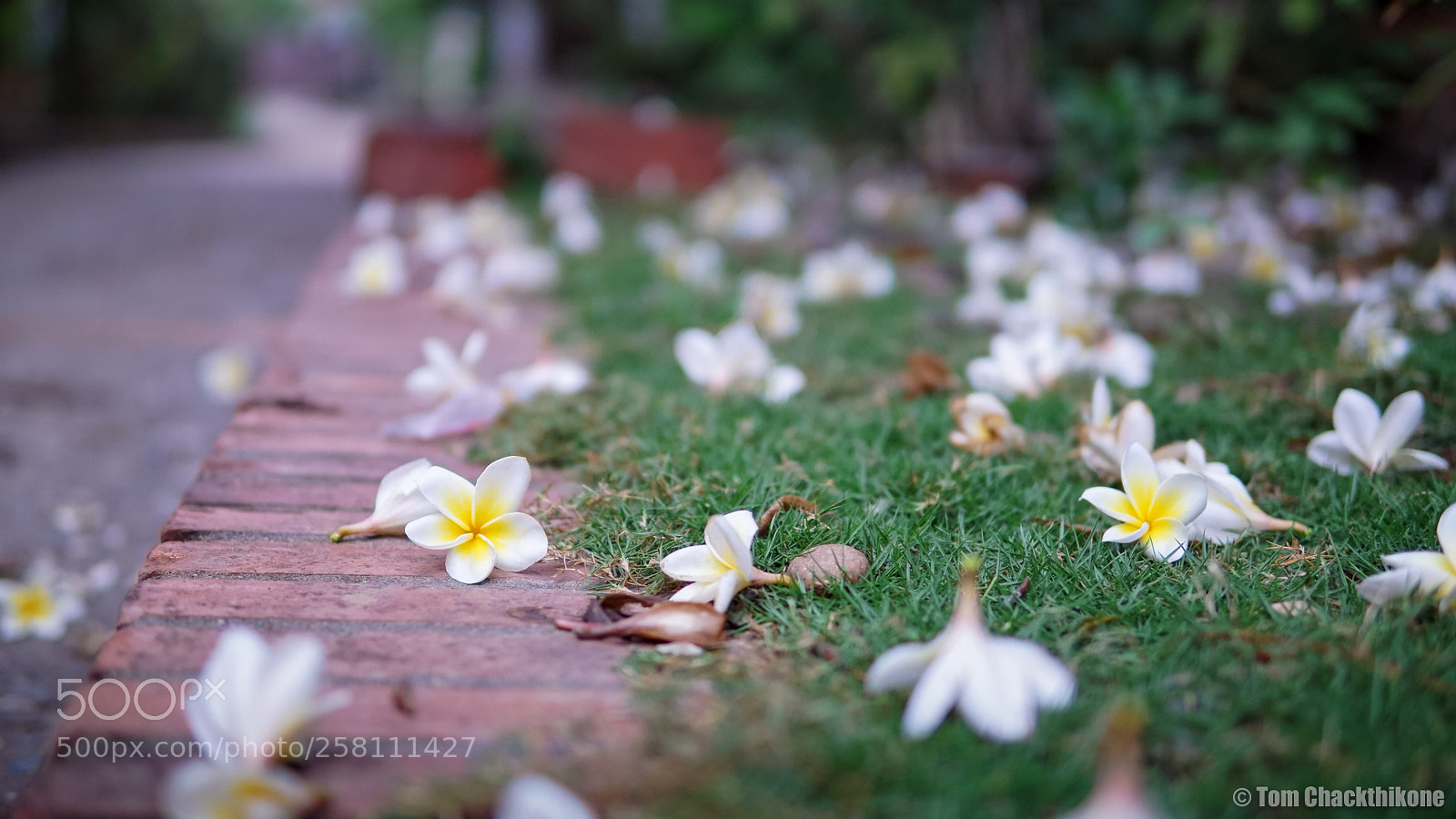 Sony a5100 sample photo. Dsc photography