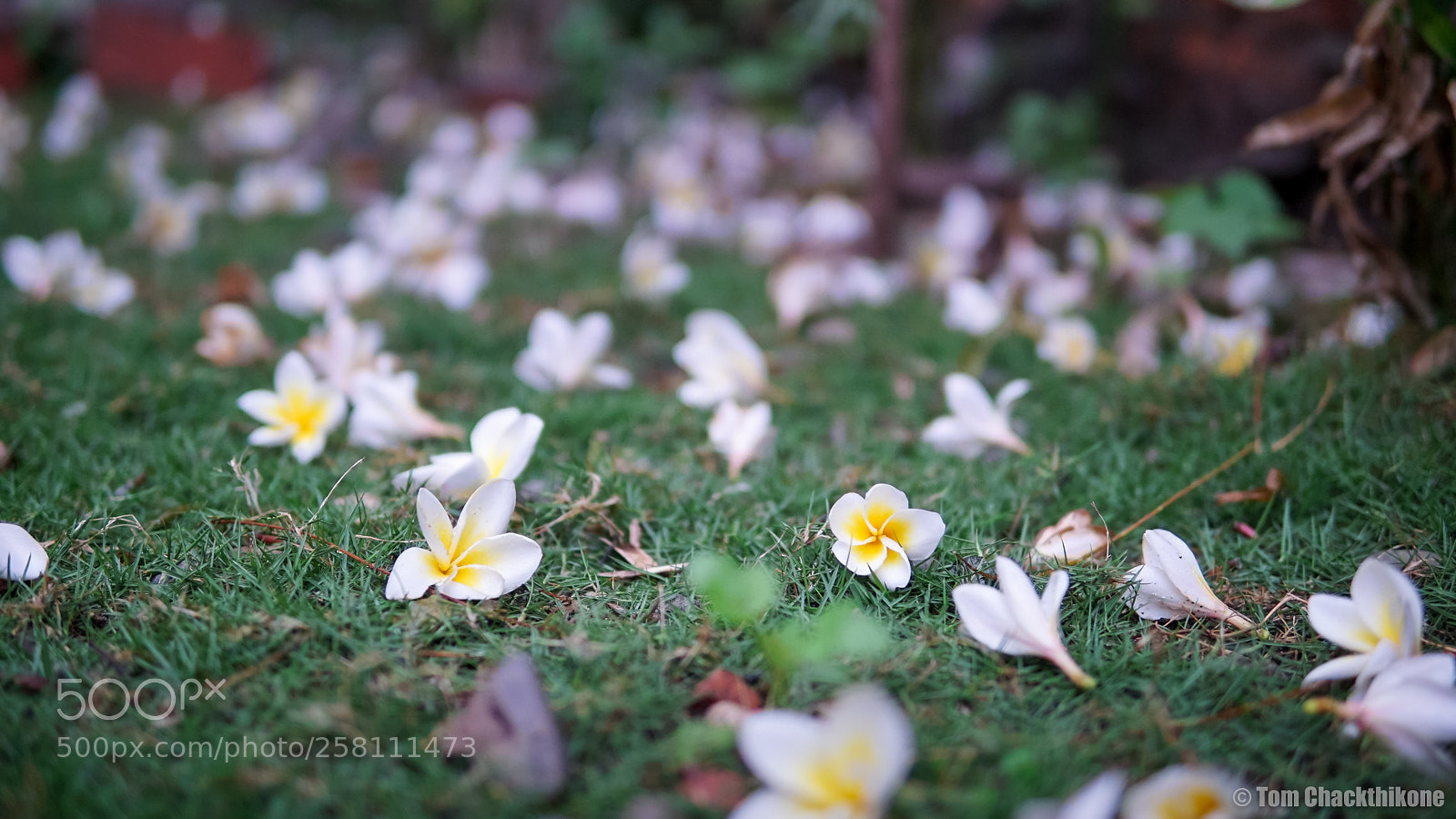 Sony a5100 sample photo. Dsc photography
