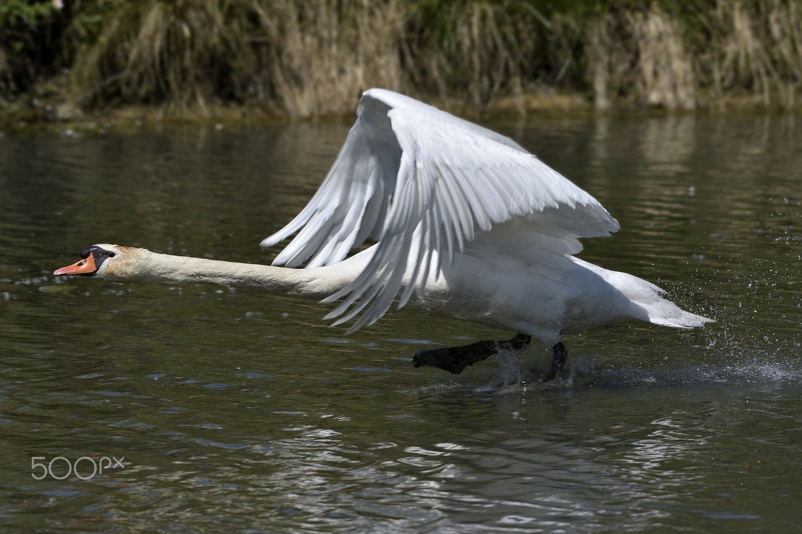 Nikon AF-S Nikkor 200-500mm F5.6E ED VR sample photo. Cygnus olor photography