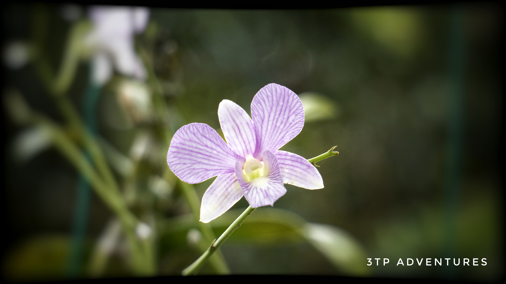 Sony Alpha NEX-5N sample photo