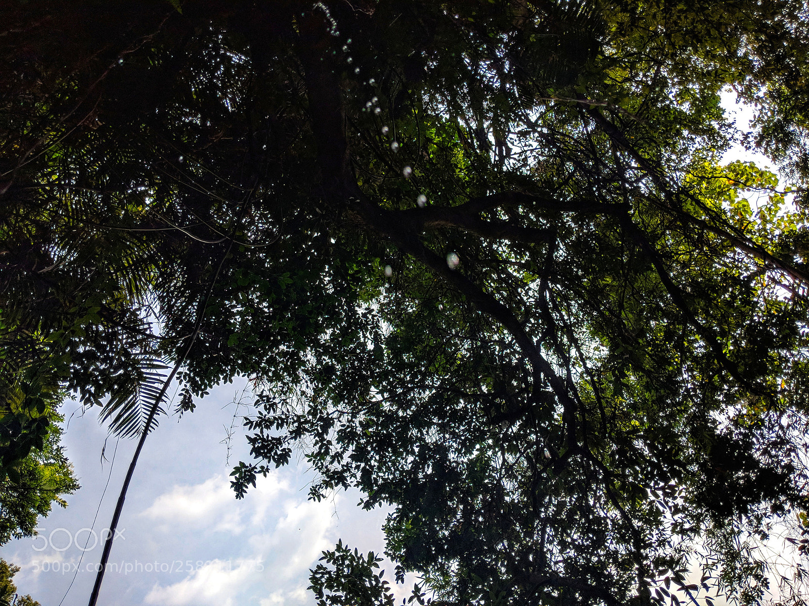 Google Pixel 2 sample photo. Water falling through canopy photography