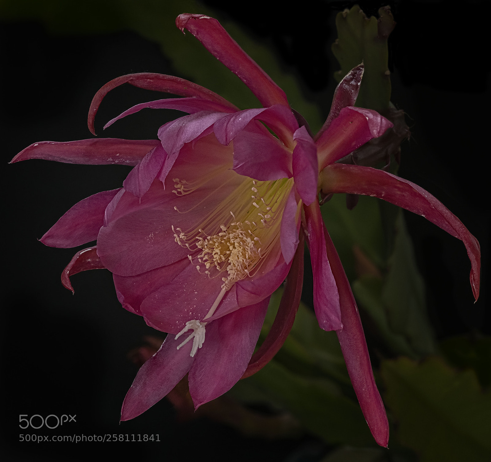 Nikon D850 sample photo. Colossol cactus flower photography