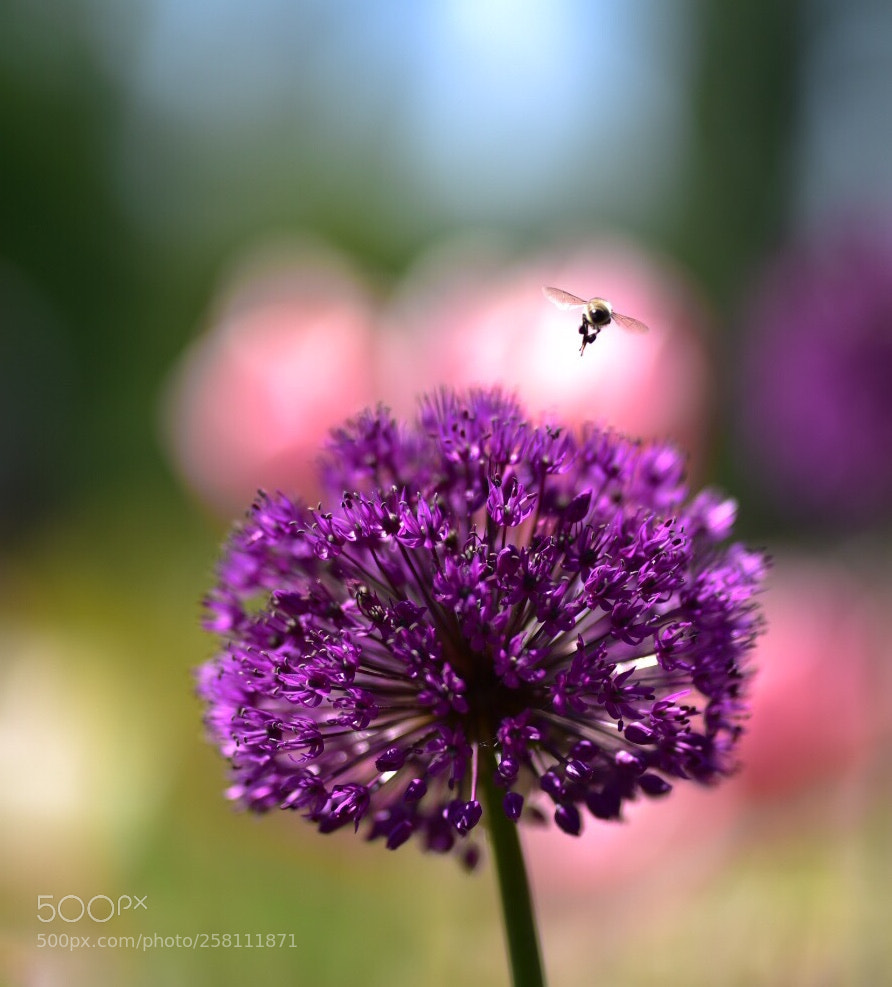 Nikon D750 sample photo. Colors of spring photography