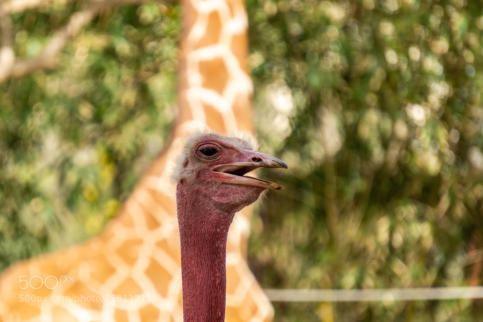 Sony a6000 sample photo. Neck photography