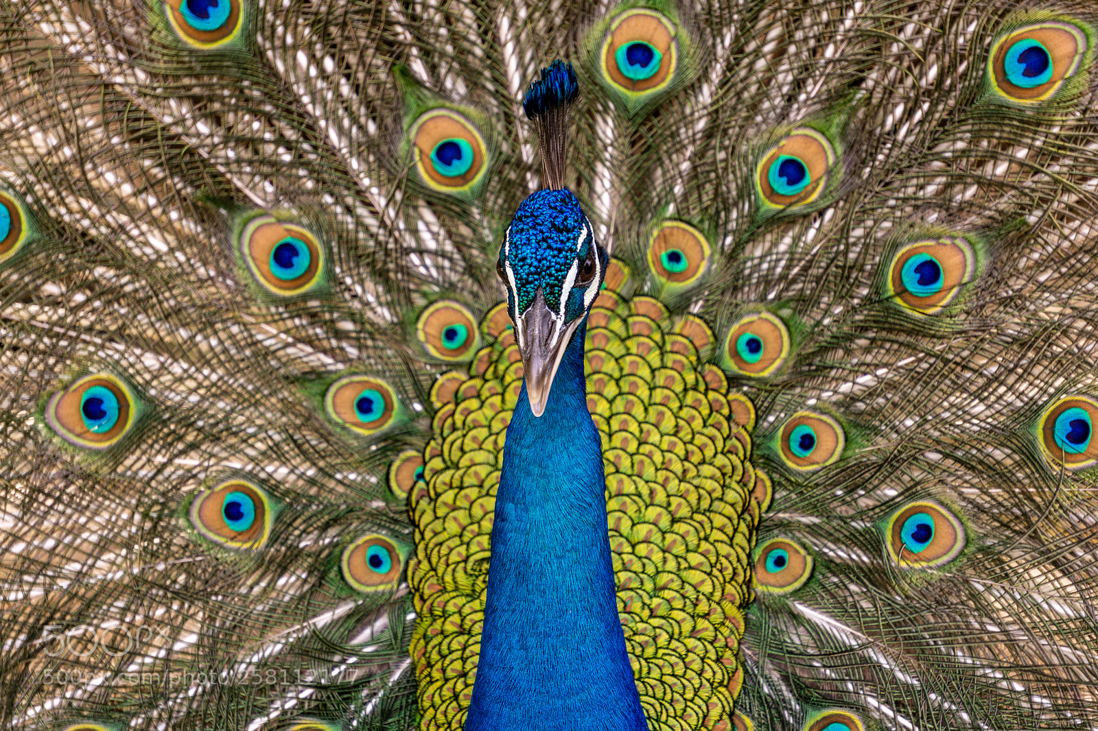 Sony a6000 sample photo. Tail photography