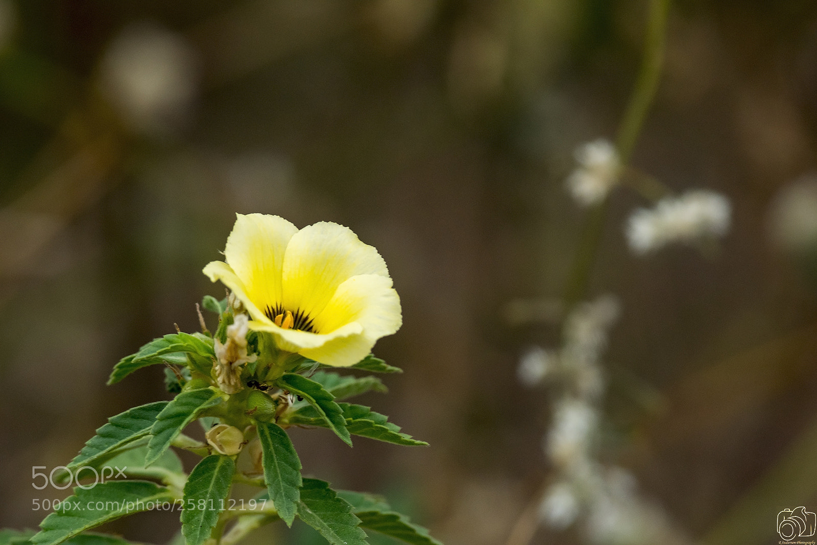 Nikon D5300 sample photo. Untitled photography