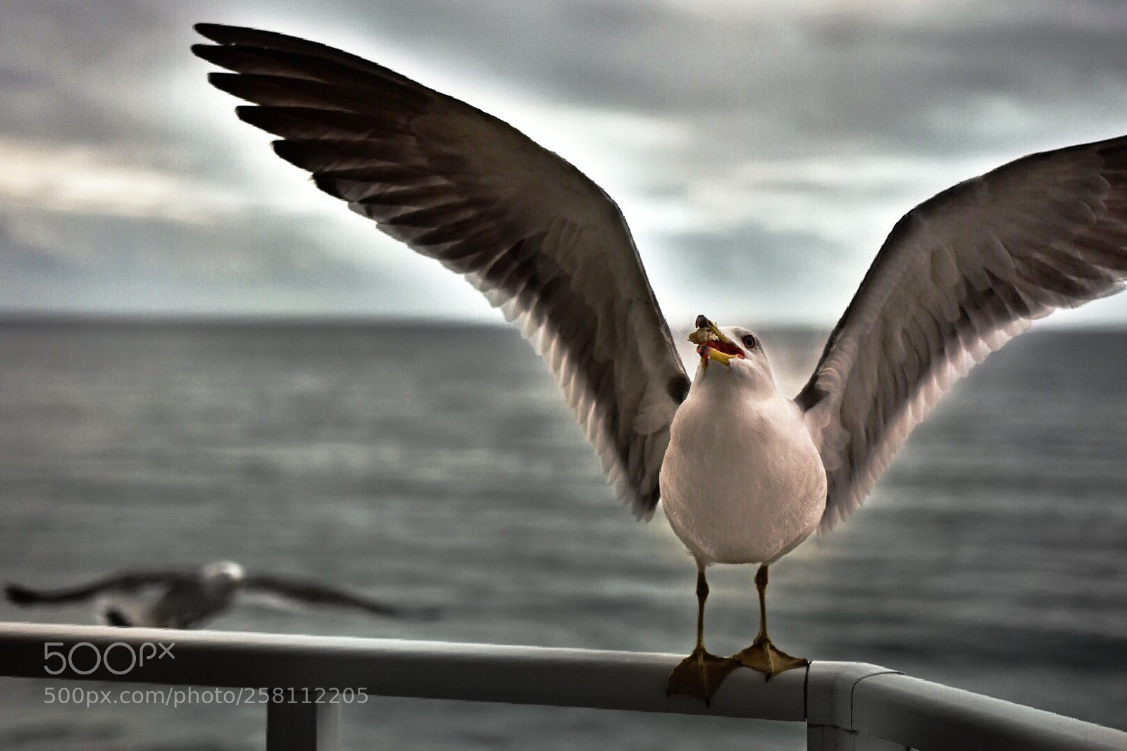Nikon D7200 sample photo. Seagull photography