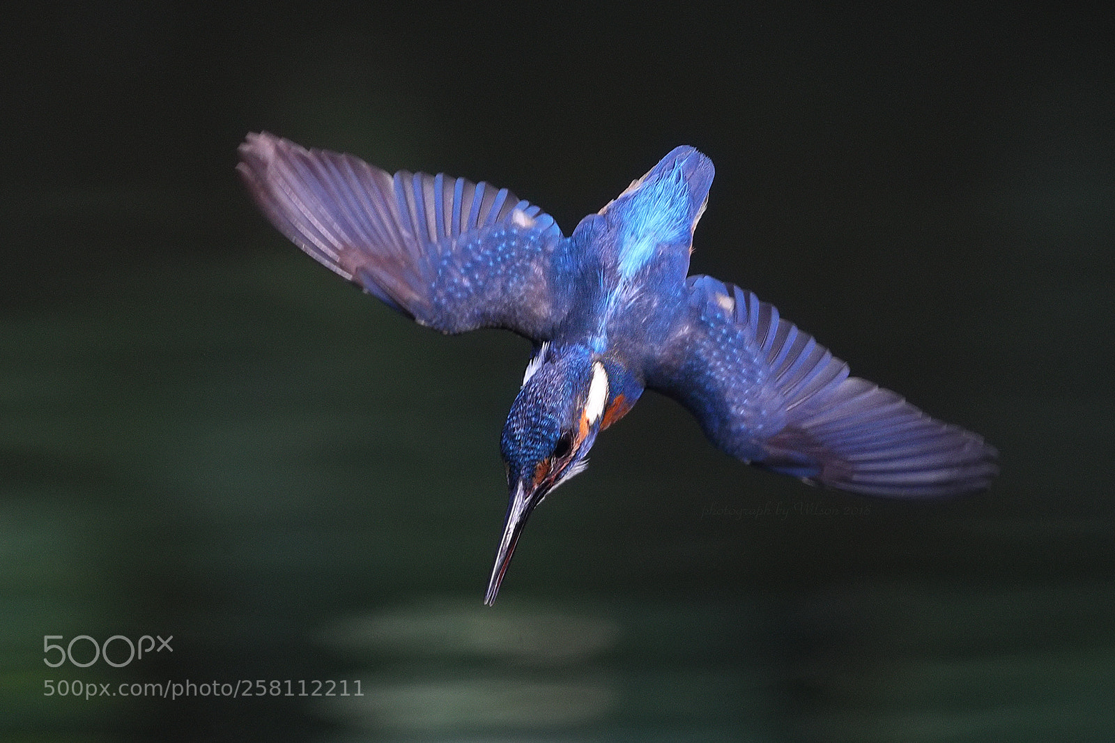 Canon EOS-1D X Mark II sample photo. Alcedo atthis photography