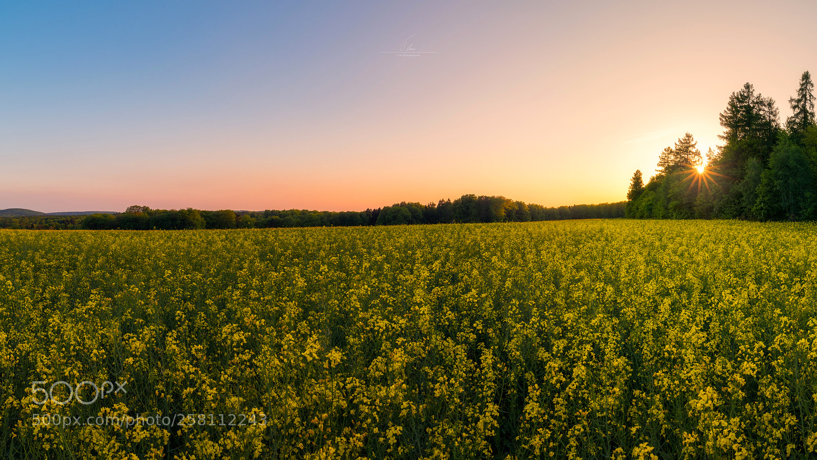 Nikon D850 sample photo. Rapsfeld -kirkel photography