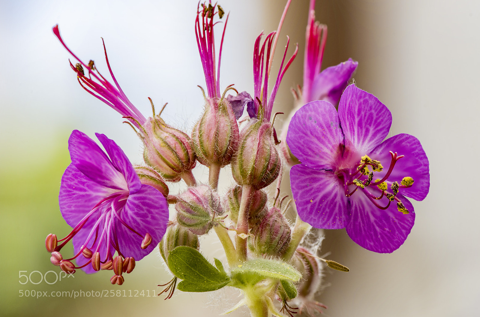 Nikon D810 sample photo. Fleur de g ranium photography