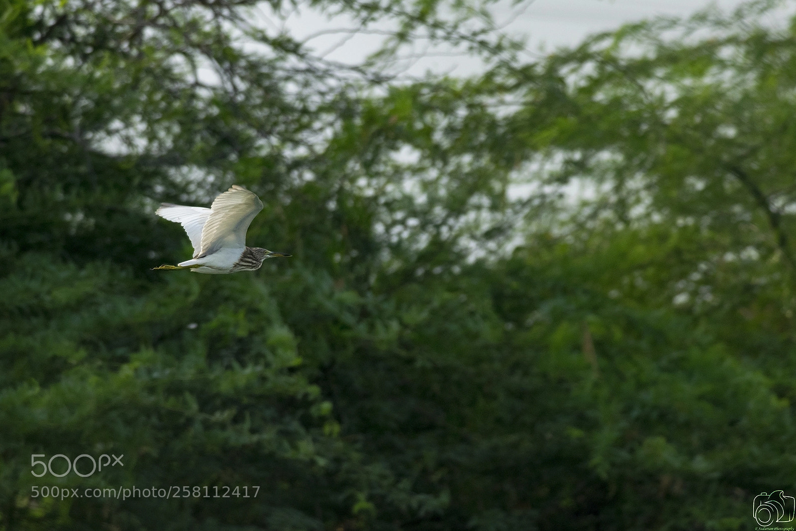 Nikon D5300 sample photo. Pond heron in flight photography