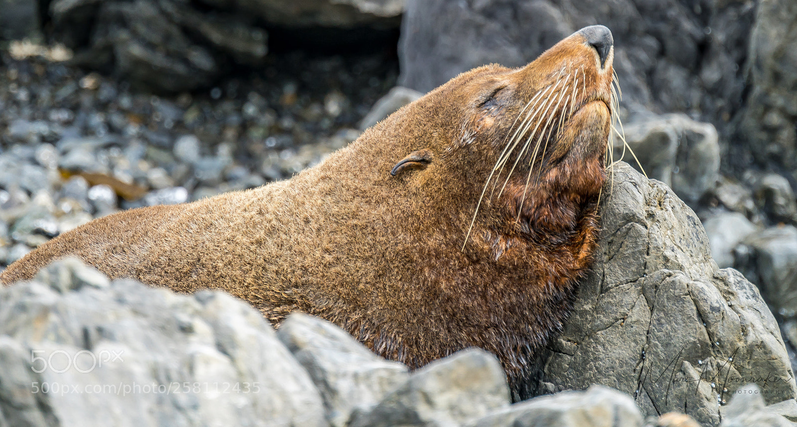 Sony a7R II sample photo. Siesta time... photography