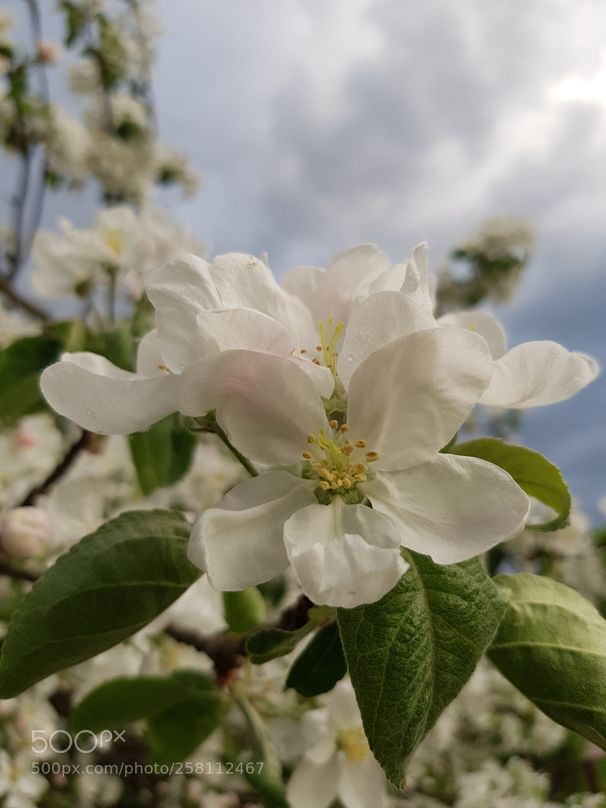 Samsung Galaxy S8 sample photo. Untitled photography