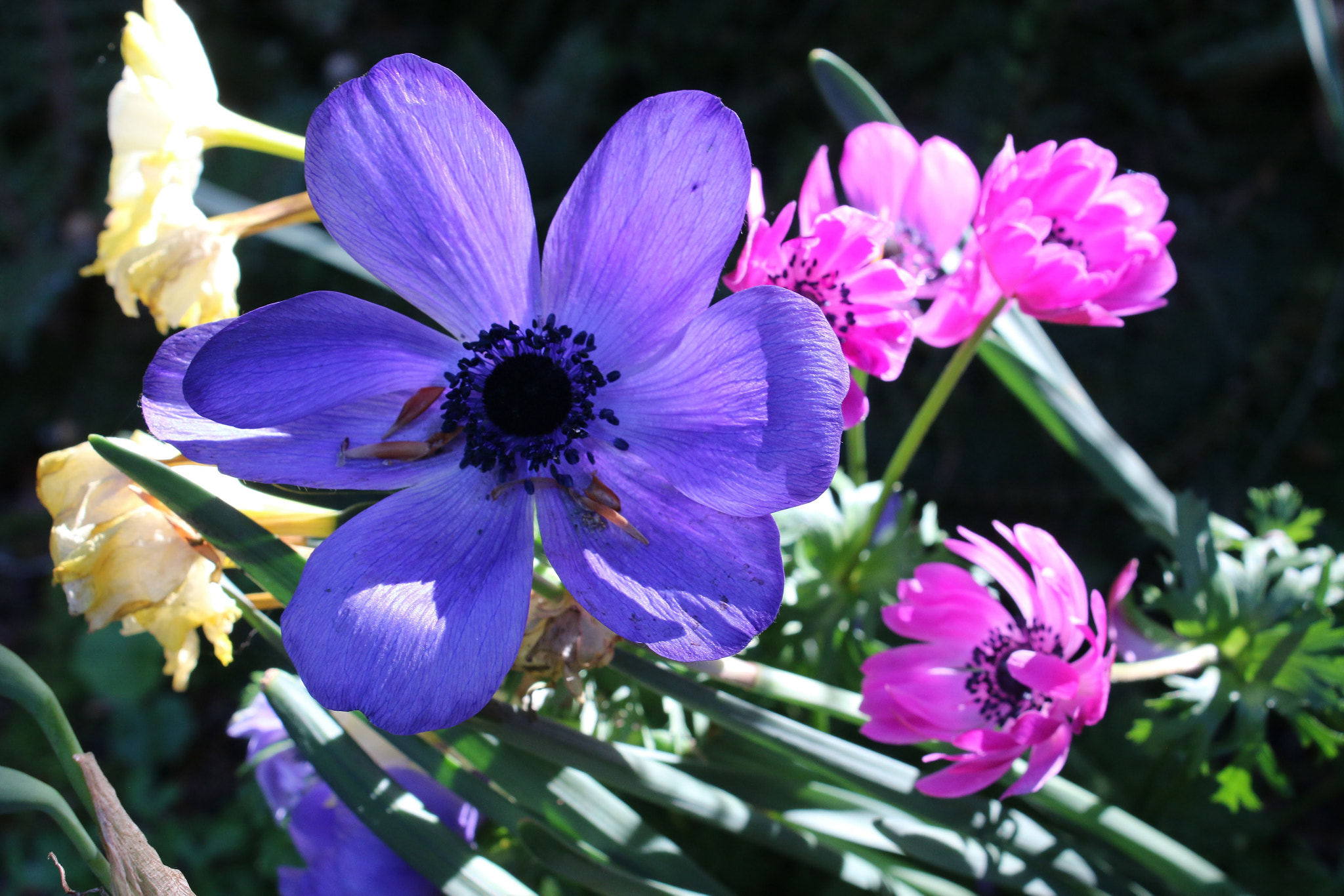Canon EOS 70D sample photo. Purple and pink photography