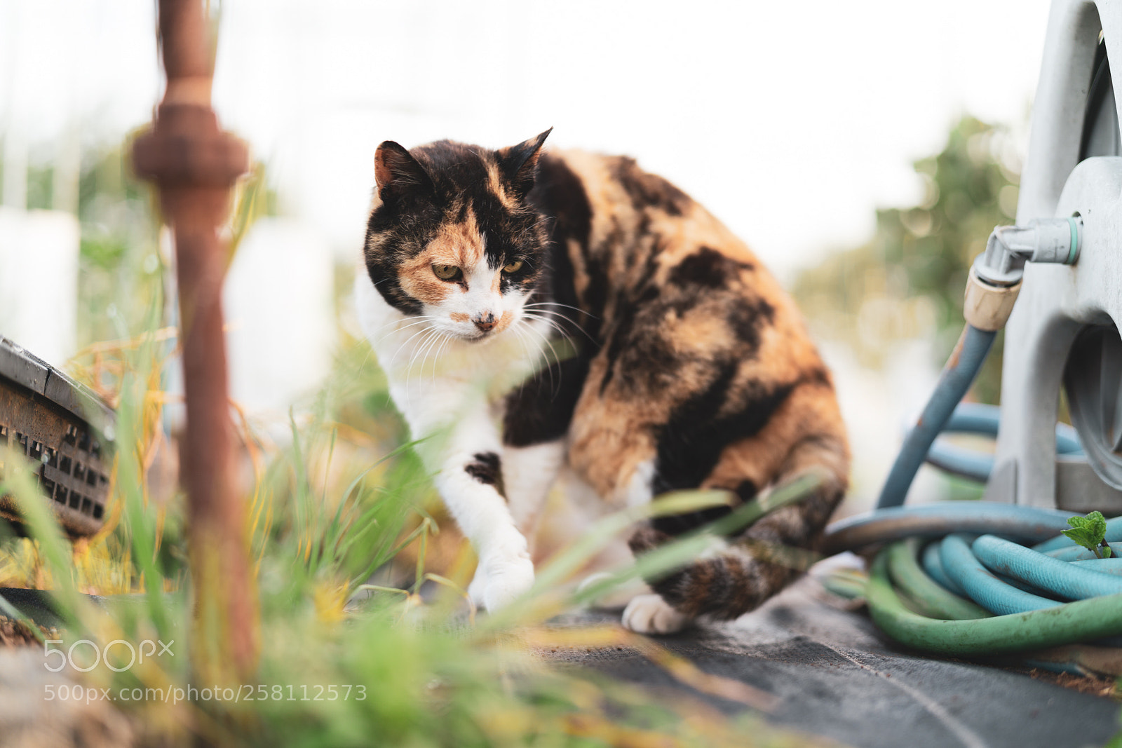 Sony a7R III sample photo. Cat photography