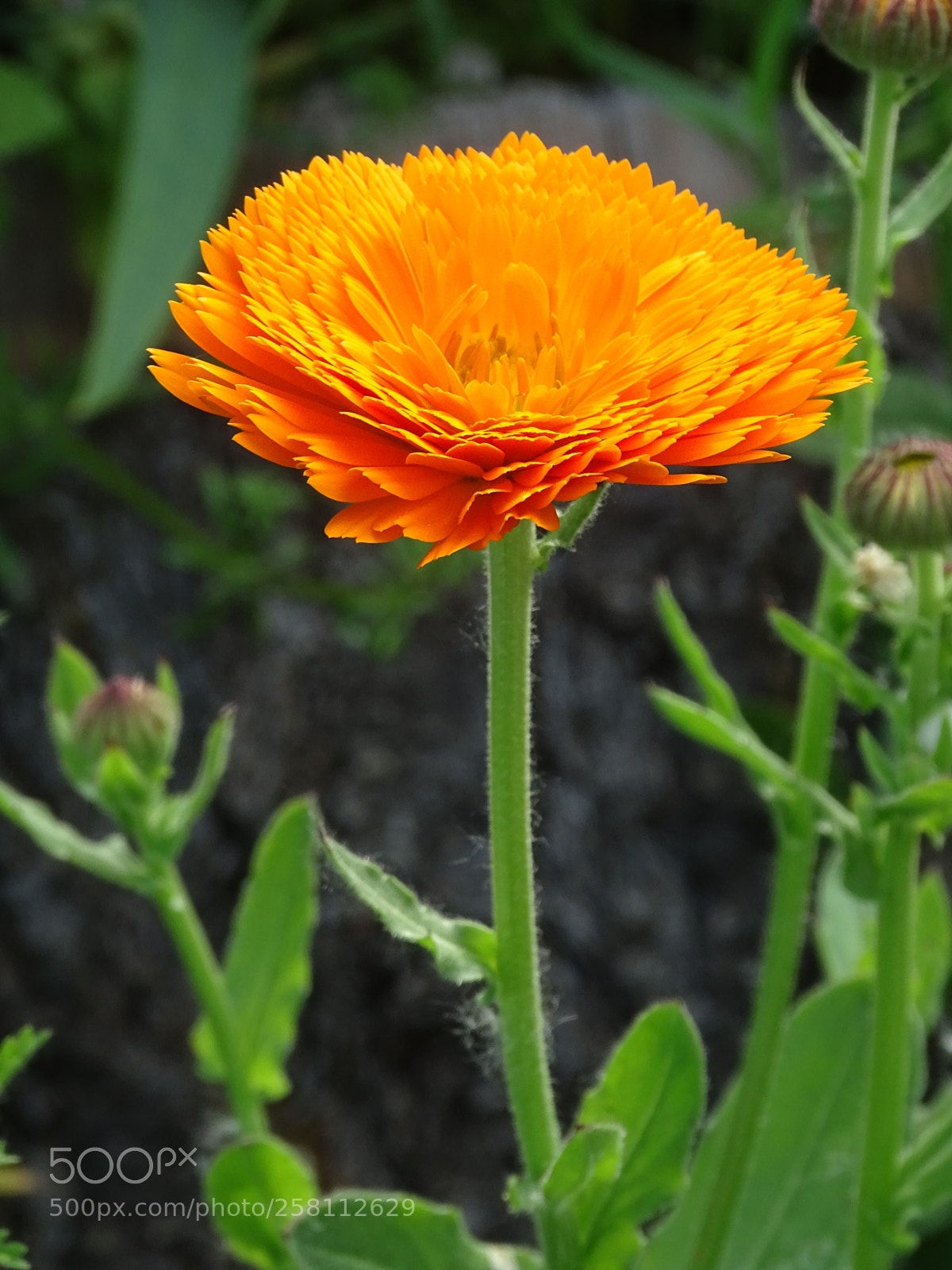 Sony Cyber-shot DSC-HX400V sample photo. Marigold photography