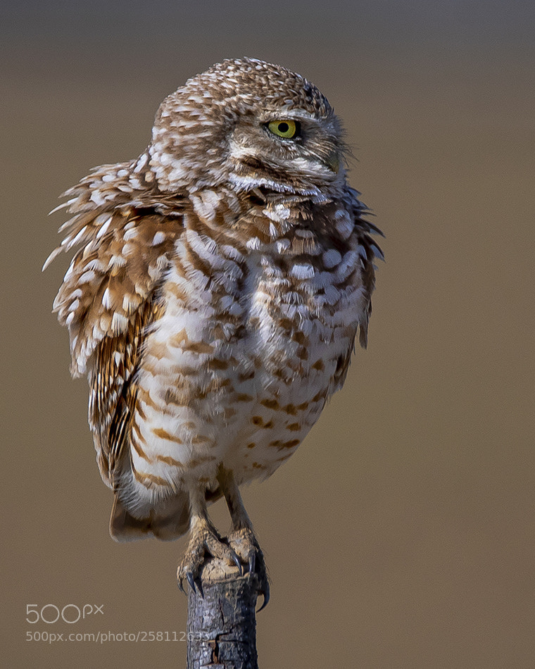 Nikon D500 sample photo. Burrowing owl photography