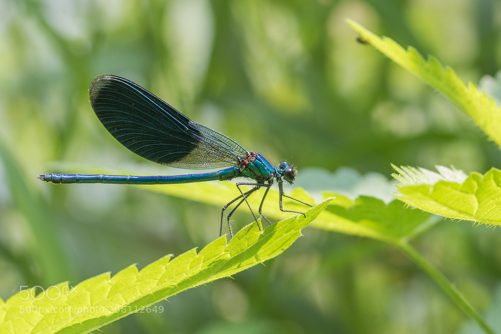 Canon EOS 7D Mark II sample photo. Banded demoiselle male photography
