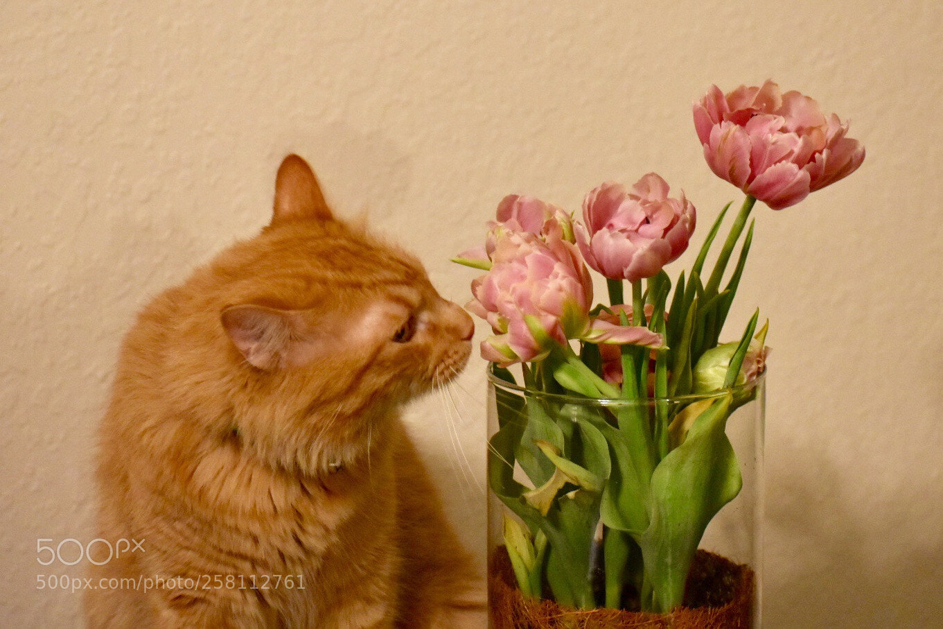 Nikon D3400 sample photo. Mushu smelling the tulips. photography