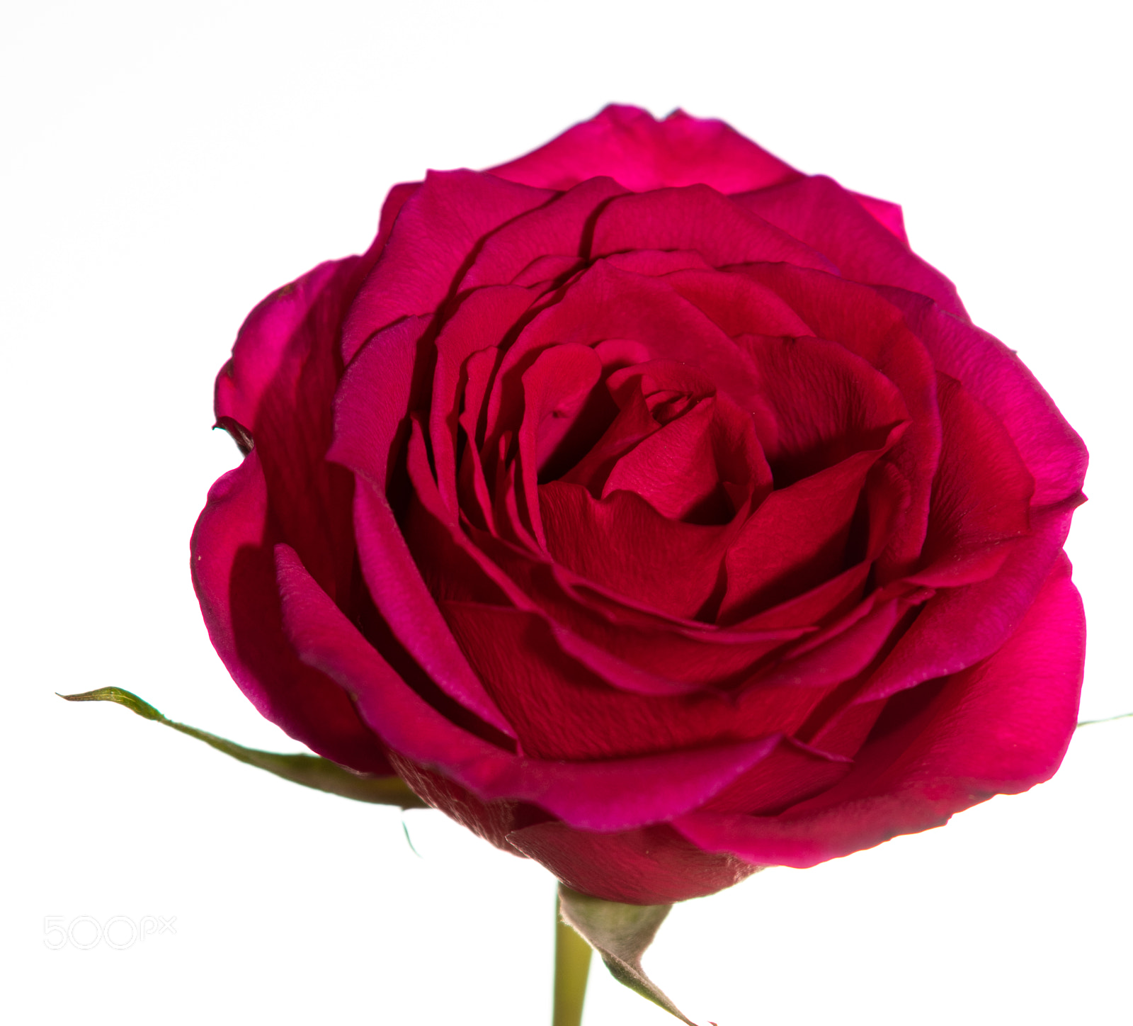 Nikon D850 sample photo. Rose on white photography