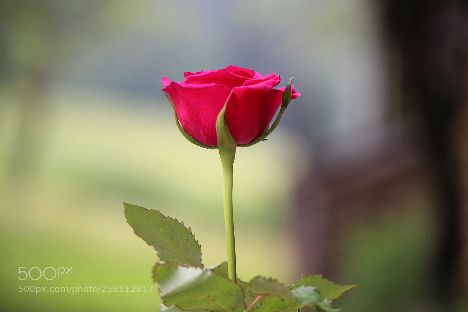 Canon EOS 600D (Rebel EOS T3i / EOS Kiss X5) sample photo. Let roses speak photography