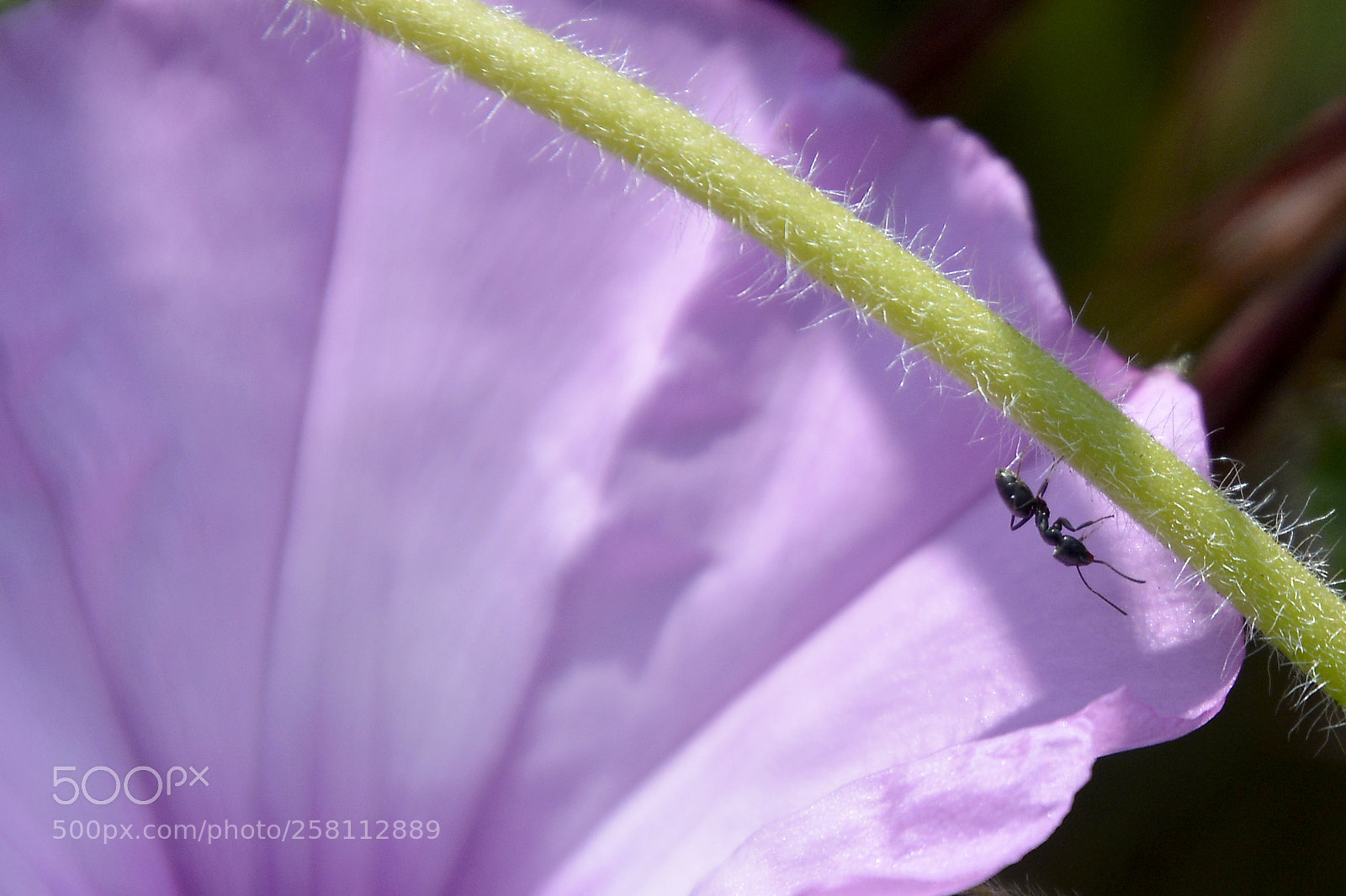 Nikon D5200 sample photo. Equilibrio photography