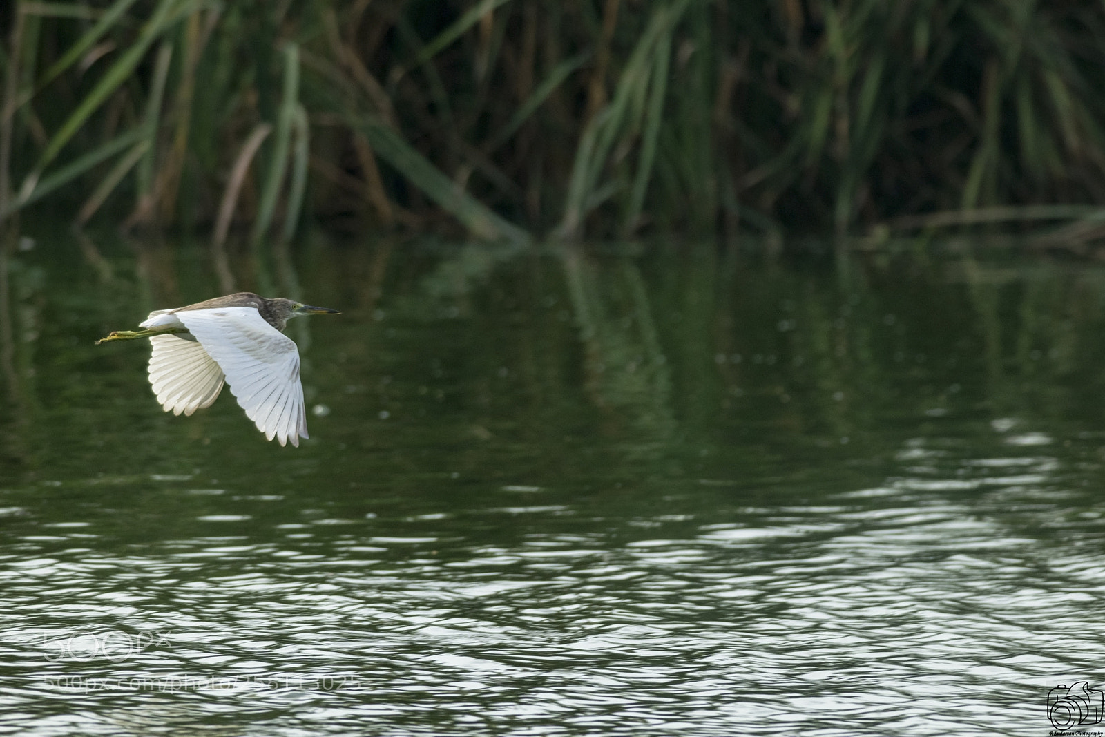 Nikon D5300 sample photo. Pond heron in flight photography