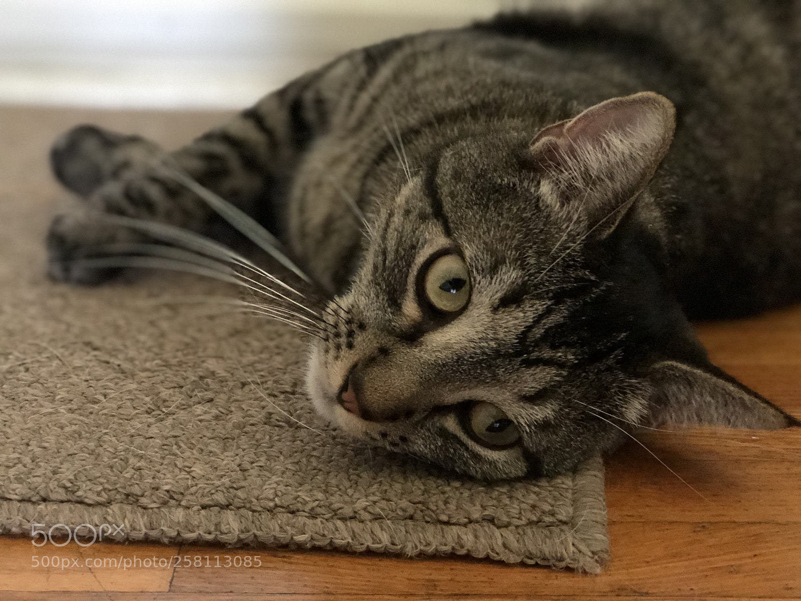 Apple iPhone 8 Plus sample photo. Untitled photography