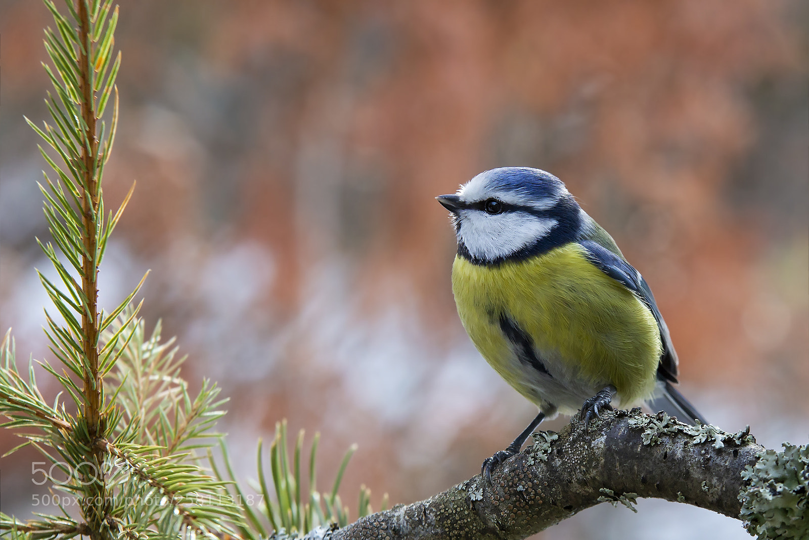 Canon EOS 6D sample photo. Sinitiainen, blue tit photography