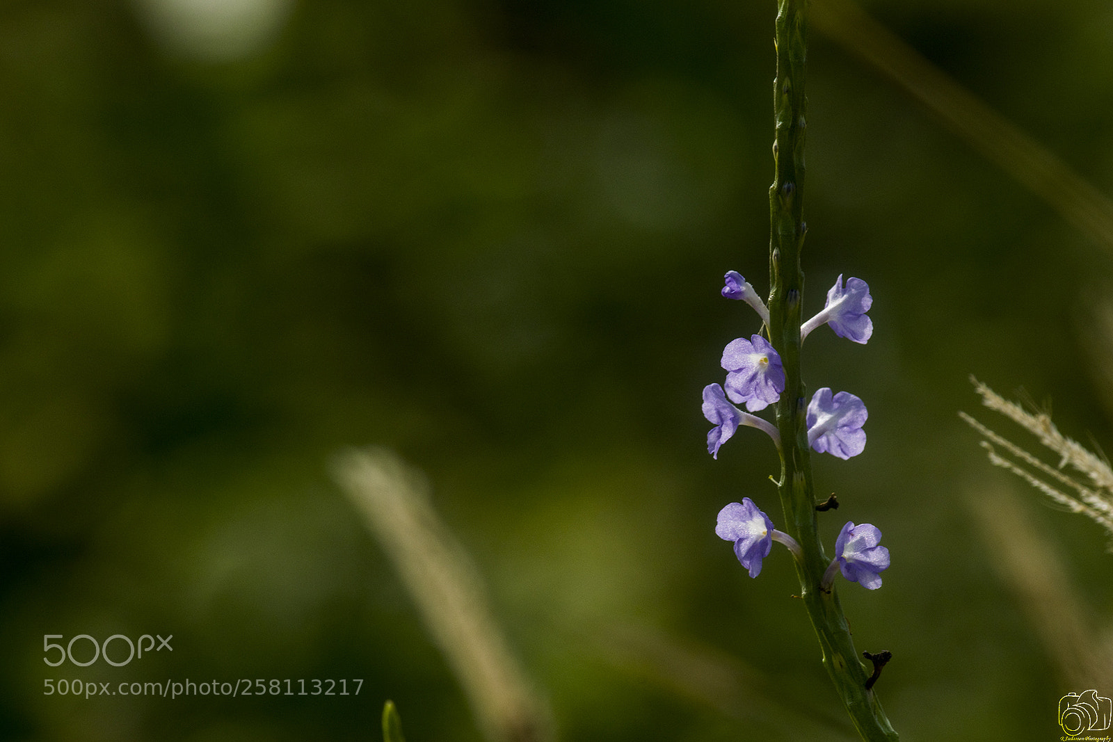 Nikon D5300 sample photo. Flowers photography