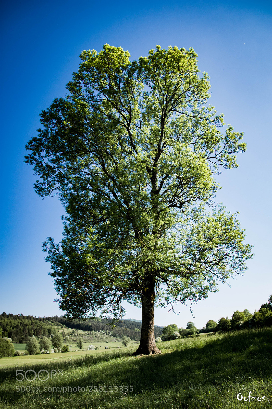 Nikon D7200 sample photo. Alone tree photography