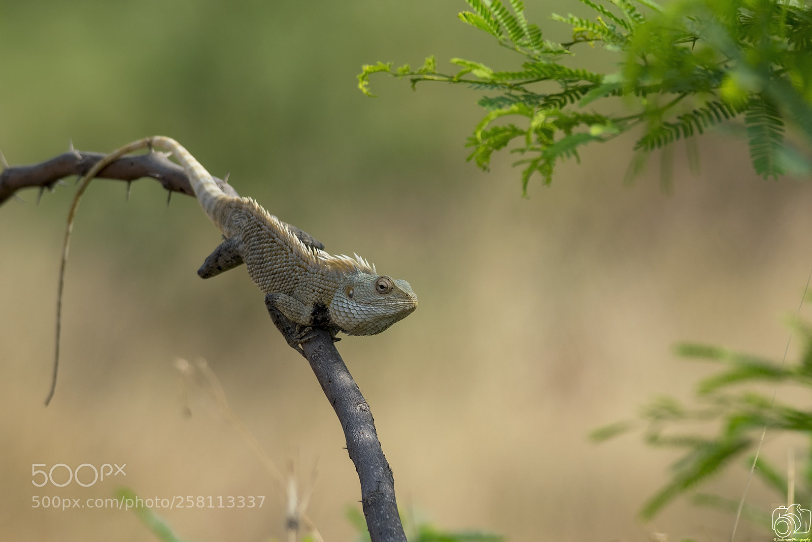 Nikon D5300 sample photo. India garden lizard photography