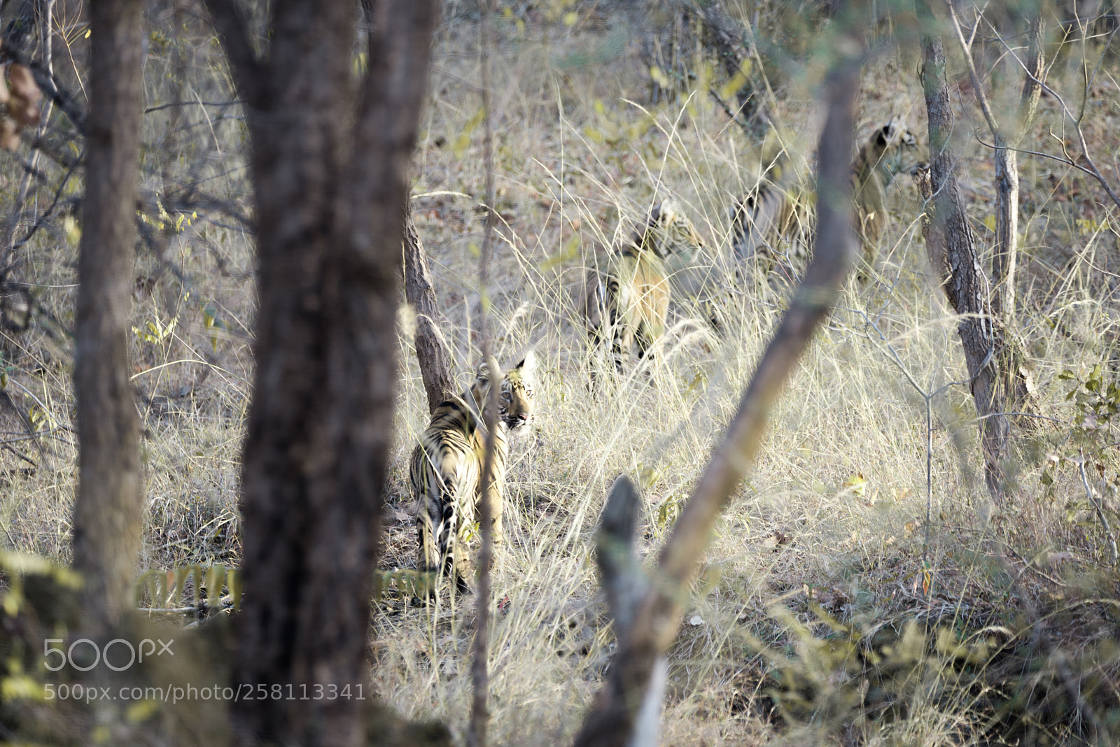 Nikon D610 sample photo. An early morning in photography