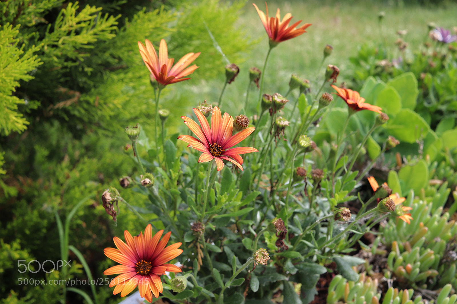 Canon EOS 800D (EOS Rebel T7i / EOS Kiss X9i) sample photo. Orange wildflowers photography
