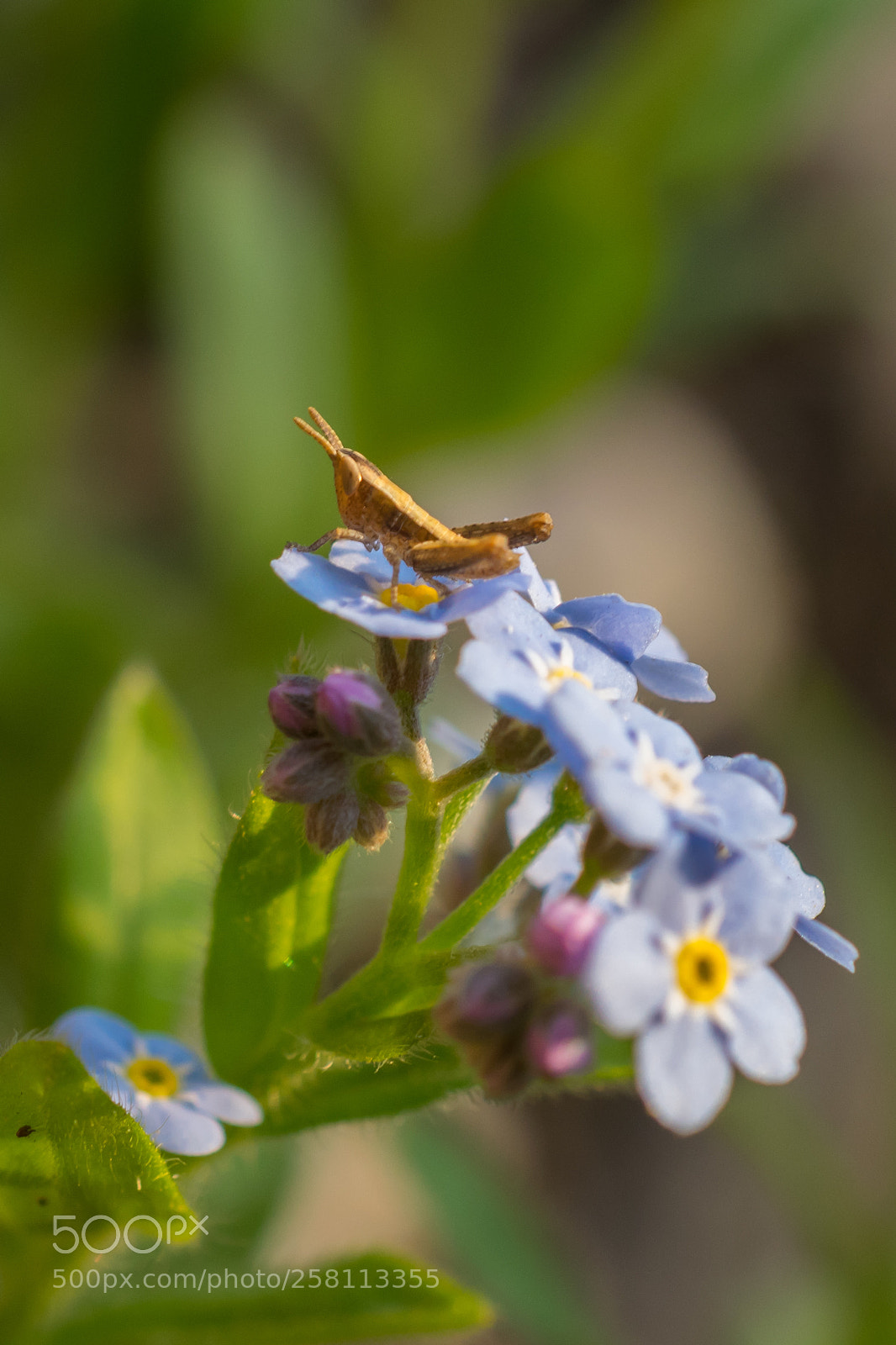 Nikon D5300 sample photo. Grasshopper photography