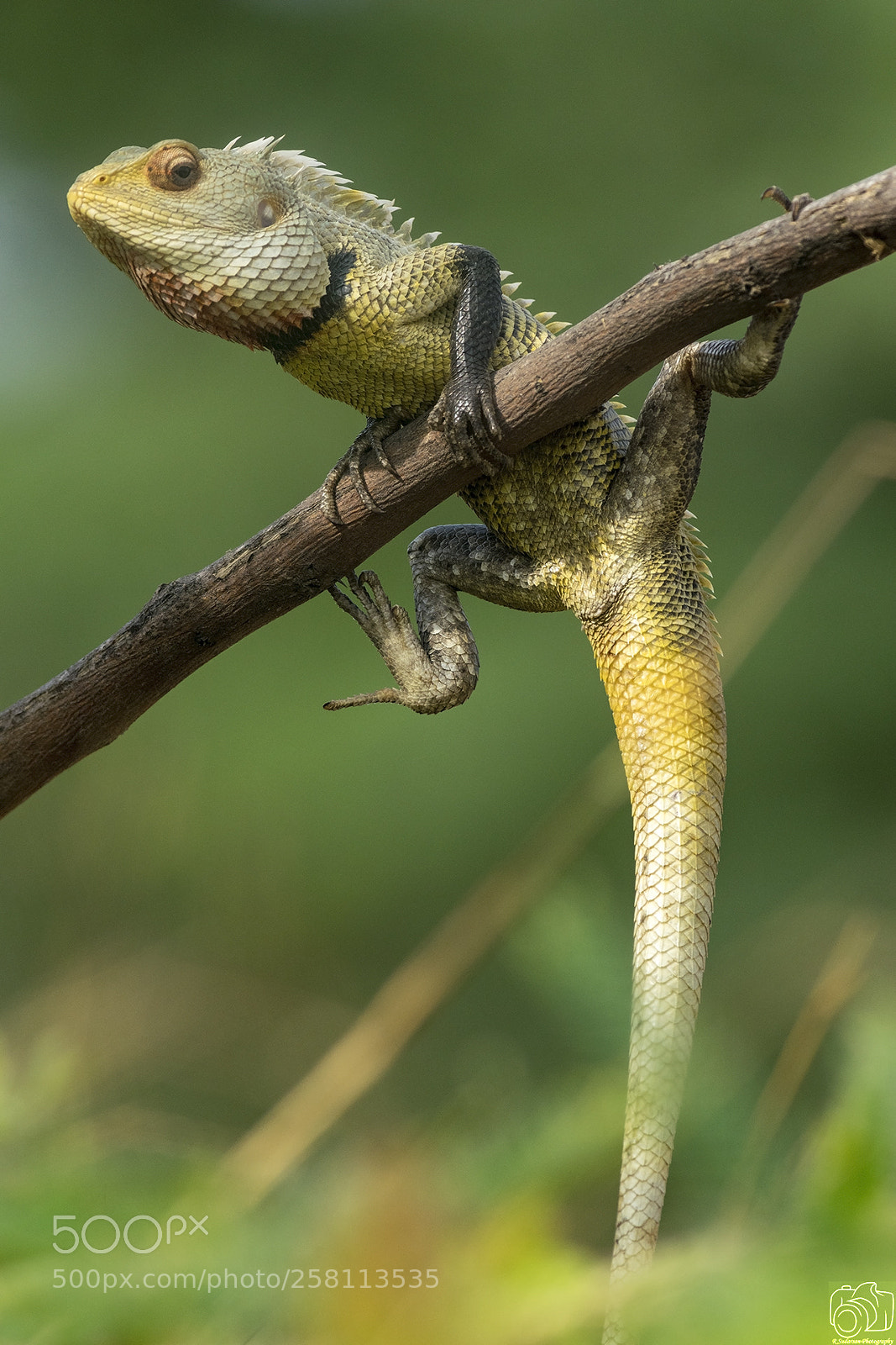 Nikon D5300 sample photo. Indian garden lizard photography