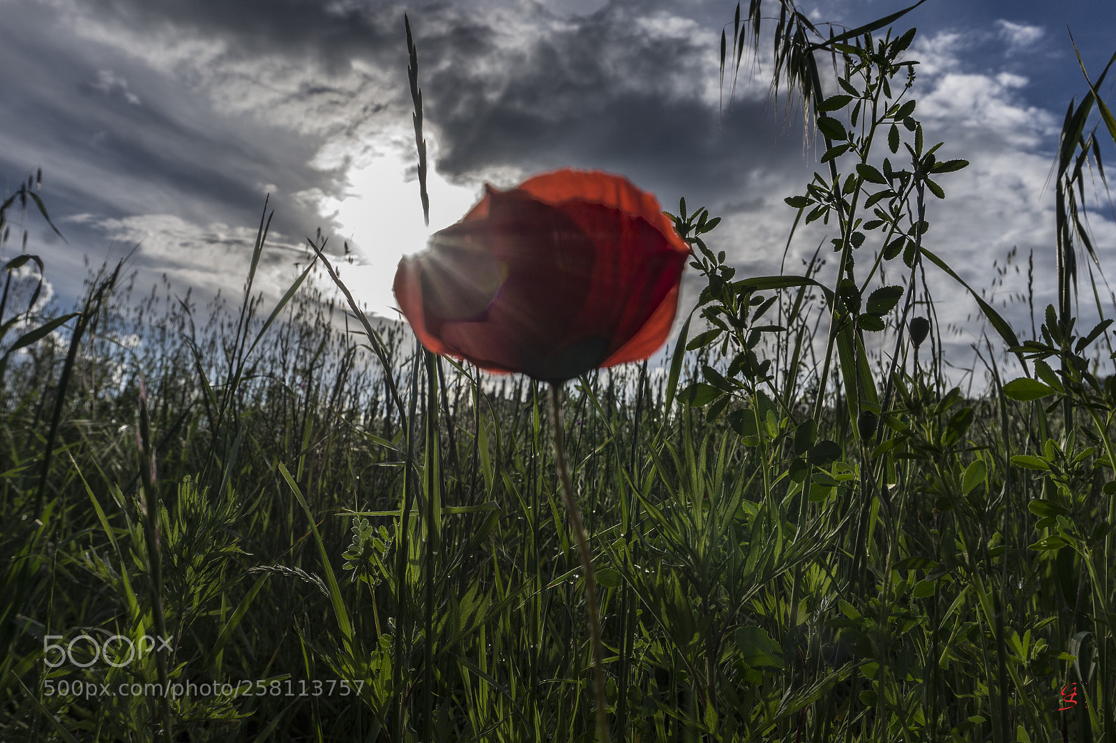 Sony Alpha a5000 (ILCE 5000) sample photo. Papavero nel sole photography