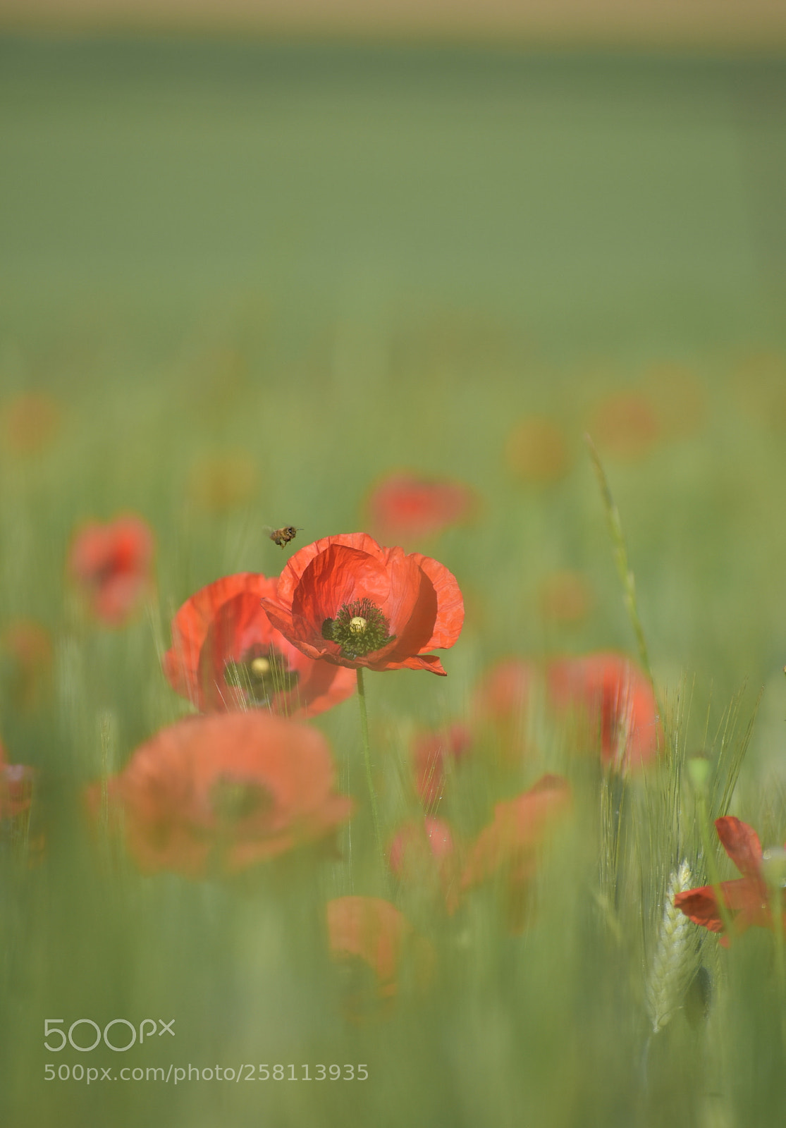 Nikon D5600 sample photo. * photography