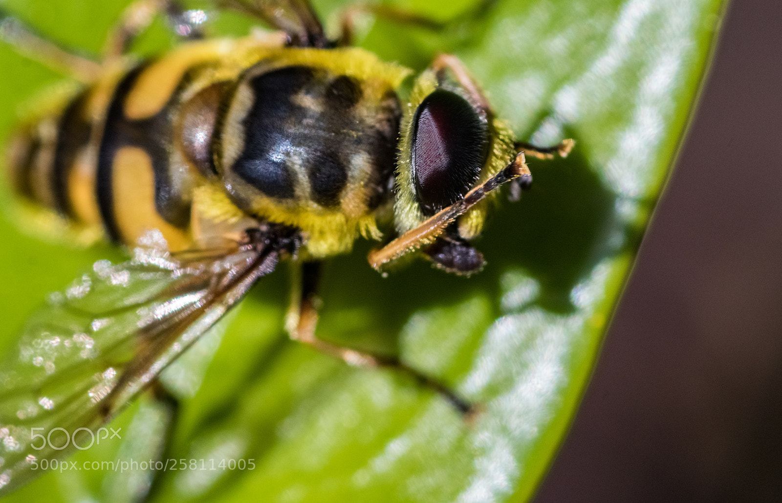 Canon EOS 80D sample photo. Helophilus trivittatus photography